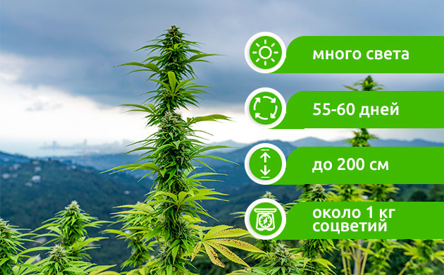 Выращивание OG Kush под открытым небом Устойчивость OG Kush к климатическим условиям