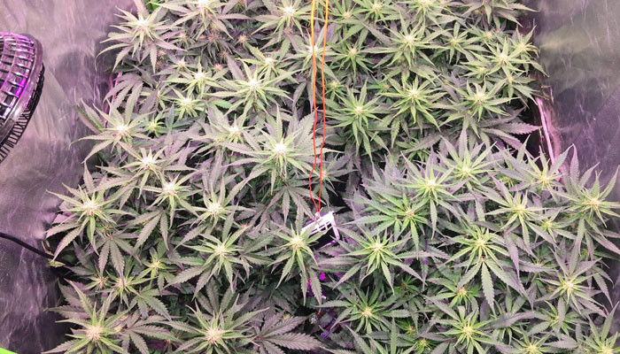 Маникюринг марихуаны Jack 47 Auto ростом 40 см