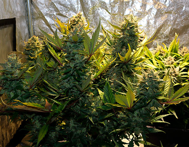 предхарвест кустов Zkittlez Auto Сбор урожая с куста Zkittlez Auto