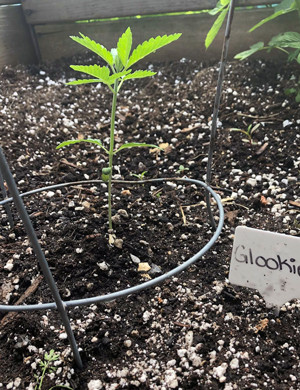 Росток после дождей Росток высотой 10 см