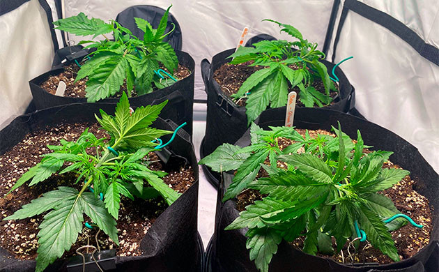 Применение LST на третьей неделе Растягивание ветвей конопли