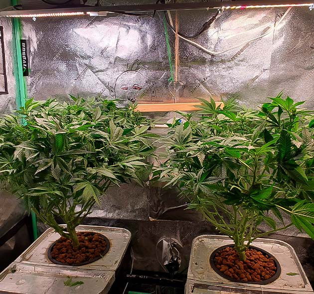 Смена комплекса удобрения для роста каннабиса 6 неделя выращивания конопли