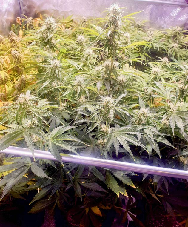 Перевод на цветение куста Wedding Cake Auto