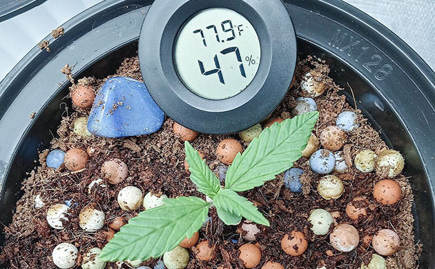 Факторы, влияющие на окрас конопли Регулирование уровня кислотности почвы конопли