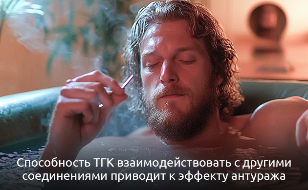 Эффект антуража и ТГК