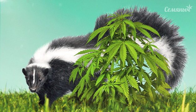 Куст конопли и скунс