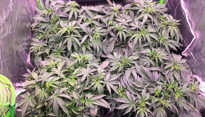 Цветение марихуаны Jack 47 Auto в гроутенте