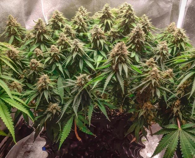 7 неделя цветения Super Silver Haze Куст Super Silver Haze от Green House Seeds на 13 неделе
