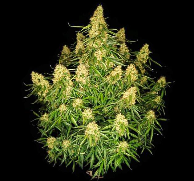 Куст Z-Up Auto от FastBuds на 10 неделе выращивания
