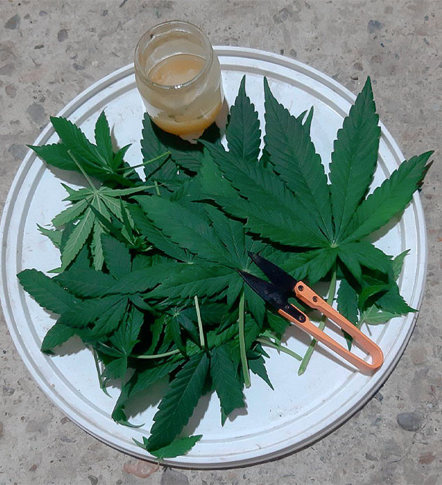 Новая схема удобрений Glue Sherbet на веге Подготовка куста Glue Sherbet к цветению