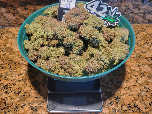 Впечатления от сорта конопли Ztrawberriez Auto