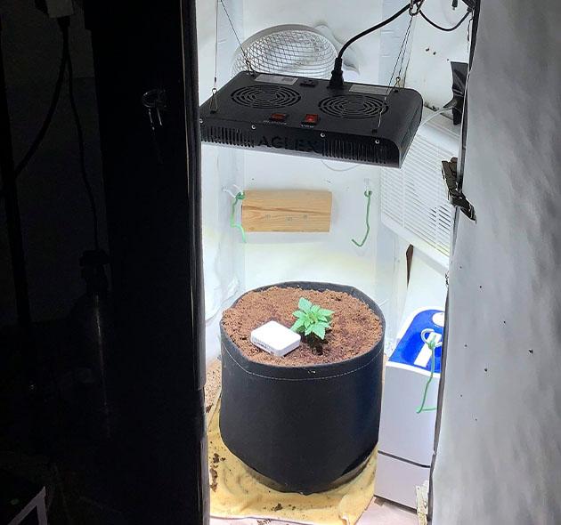 Молодая конопля под LED-светом, здоровые листья и плотный стебель