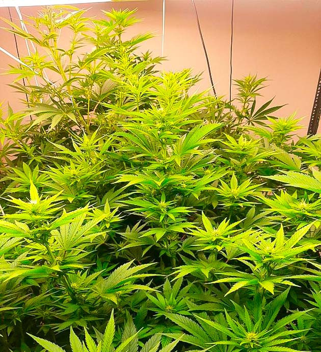 Стимулятор цветения для марихуаны Кусты Persian Pie от GHS на стадии цветения