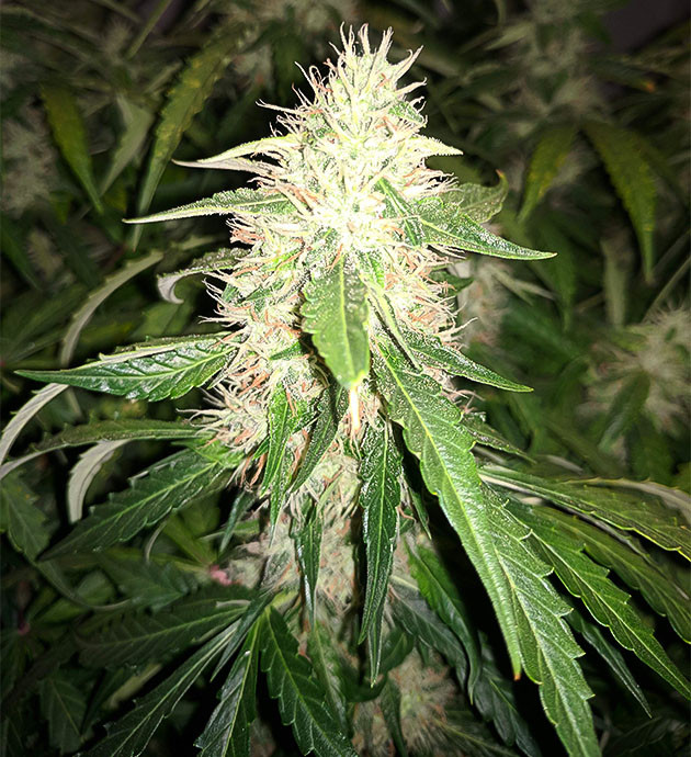 подготовка к харвесту Johnny Cage Auto Подготовка к харвесту конопли Johnny Cage Auto