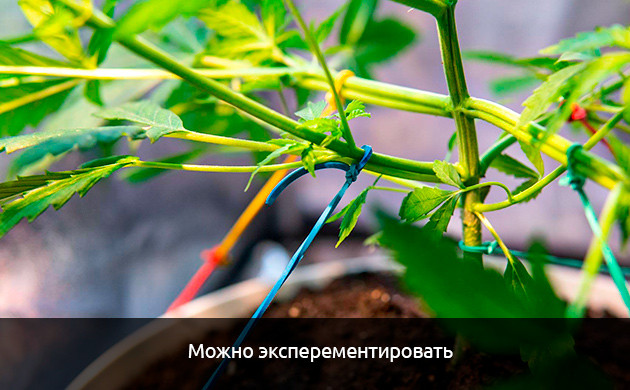 Автоцветы подходят для экспериментов