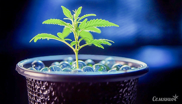 Стеклянные шарики: необычный субстрат Преимущества стеклянных шариков при выращивании конопли