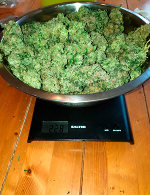 Собранный урожай 228 грамм шишек на весах