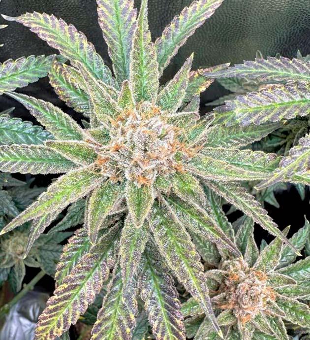 Куст Mimosa Evo на последней неделе выращивания