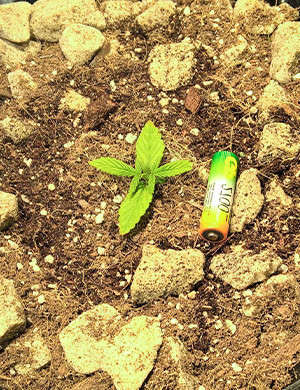 Первая неделя вегетации Размер ростка в сравнении с батарейкой