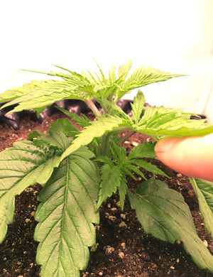 Куст ростом 12 см на 3 неделе