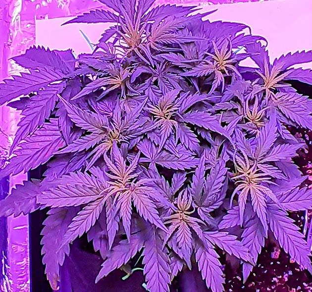 Появление точек роста шишек