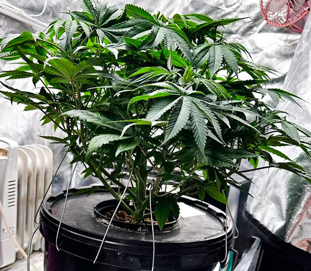 Подготовка куста Roze Runtz к цветению Тренировка растения Roze Runtz