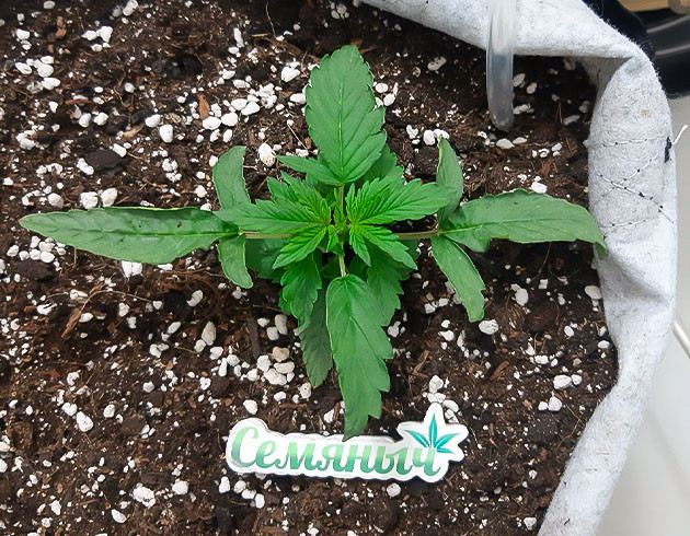 Рост и развитие Bruce Banner Auto