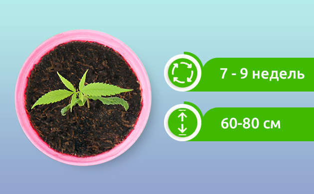 Популярность автоцветущих сортов OG Kush Автоцветущая версия OG Kush