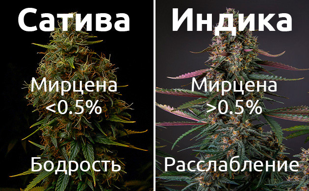 Сативный и индичный эффект конопли Процентное содержание мирцена и эффект от него