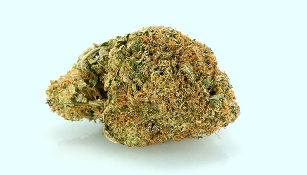 Внешний вид шишки индики Шишка индики