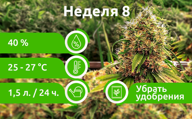 Восьмая неделя: Промывка Неделя 8: Промывка конопли