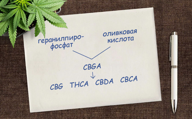 Каннабигероловая кислота