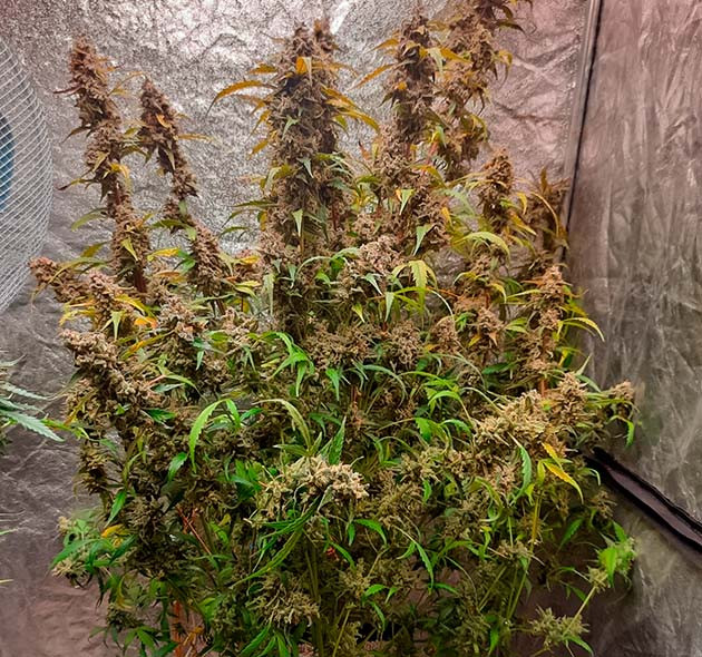 Итоги выращивания конопли Johnny Cage Auto