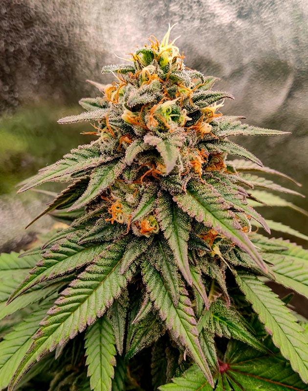 Сорт Biscotti Mintz от Barney's Farm на 18 неделе