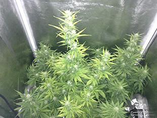 Марихуана Gorilla Auto ростом 83,8 см