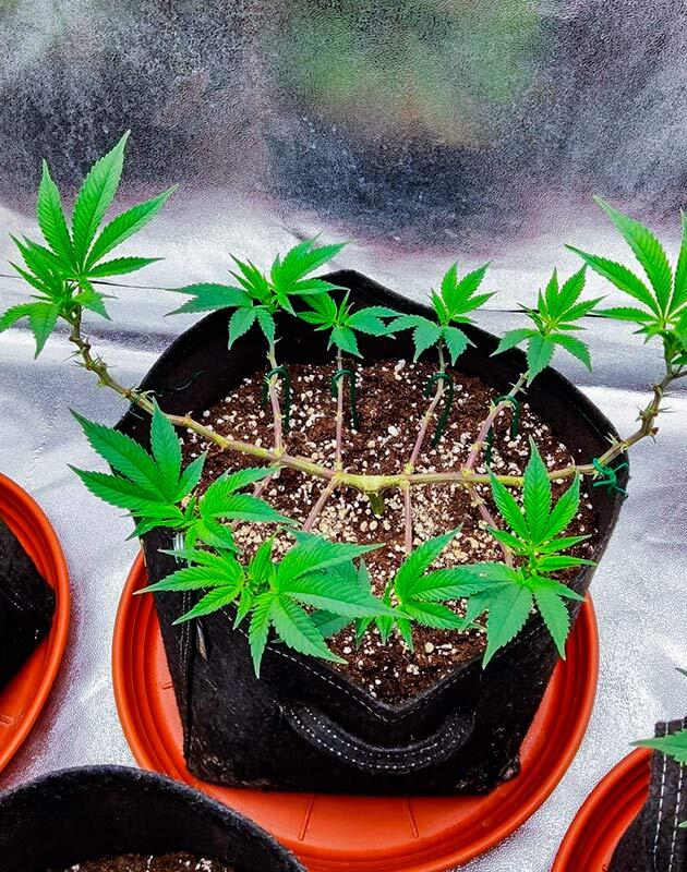 Сорт Biscotti Mintz на 8 неделе выращивания