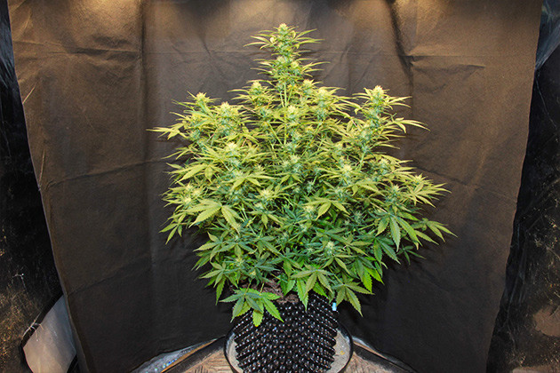 Цветущий куст конопли