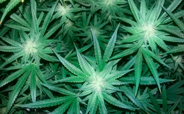 Соцветия Eleven Roses