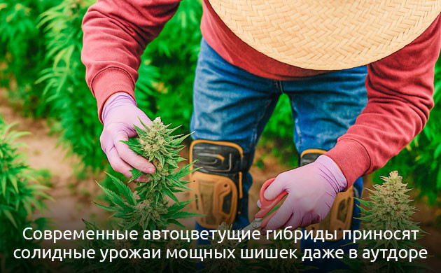 Сравнение сортов: автоцветущие и фотопериодные