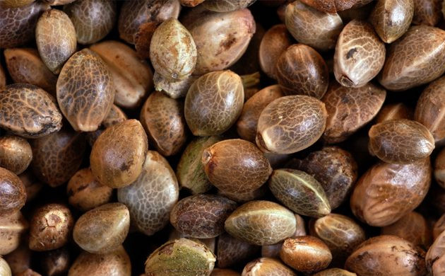 Семена конопли