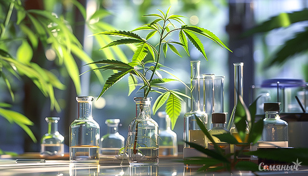 Полезные свойства разных компонентов каннабиса