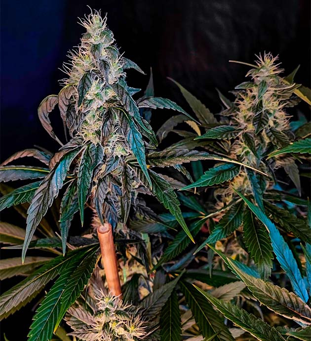 Сорт конопли Sweet Cherry Pie как вырастить Sweet Cherry Pie репорт по выращиванию