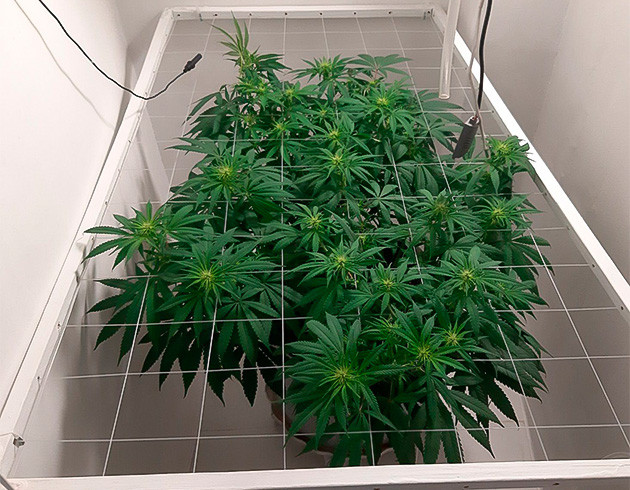 Стимуляторы для цветения Glue Sherbet Стимуляция цветения куста Glue Sherbet