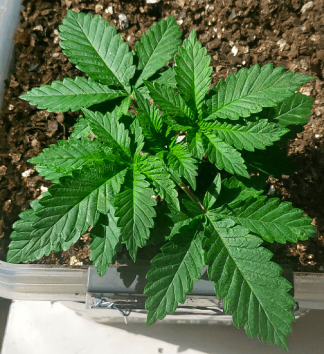 Проблемы со здоровьем куста Glue Sherbert