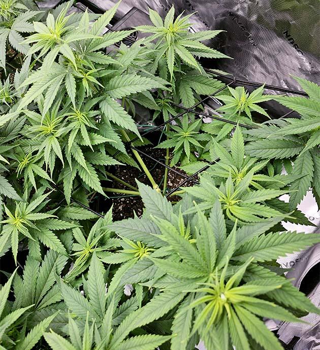 Куст Apple Betty на 7 неделе развития