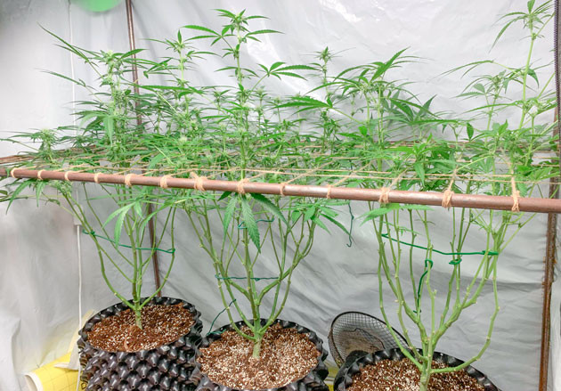 Кусты Gorilla Auto на стадии цветения