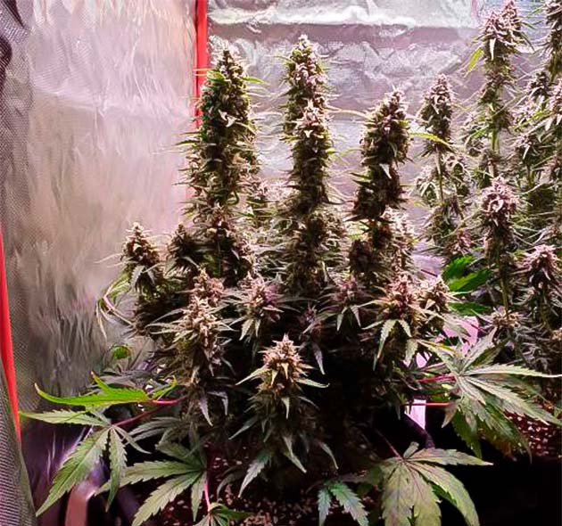 Куст марихуаны Zkittlez Auto Куст Zkittlez Auto на цветении