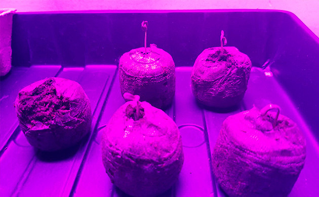 Amherst Sour Diesel проращивание