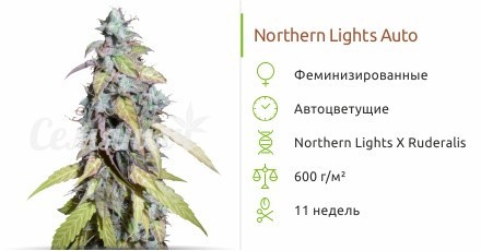 Auto Northern Lights fem