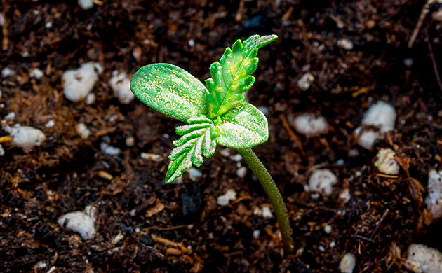 Вредители: угроза для рассады Борьба с вредителями на стадии рассады